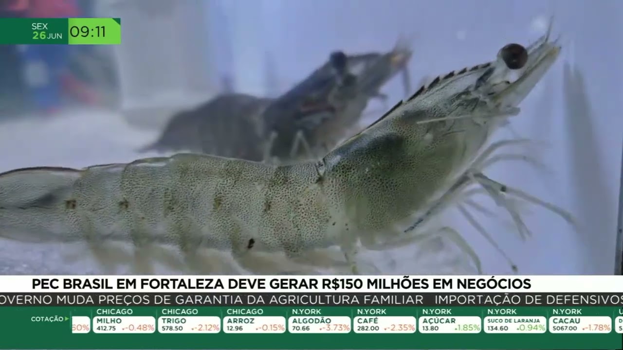 PEC Brasil reúne produtores e empresas do setor em busca de novos negócios