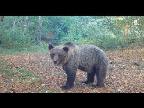 Medvedi, volkovi in ris v Kočevskem gozdu // Bears, wolves and lynx in Kočevsko forest