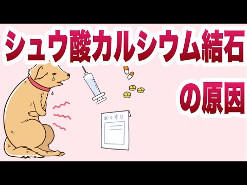 シュウ酸カルシウムについて詳しく解説