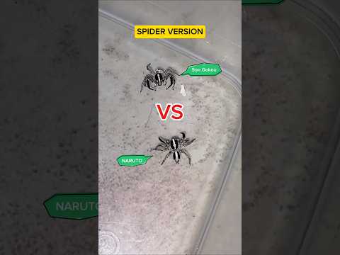 SPIDER VERSION ( Naruto Vs Son Gokou ) Jumping Spider #gagamba