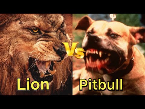 Pitbull vs Lion - Lion vs Pitbull animal 2019