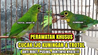 Download lagu BONGKAR !!! INILAH PERAWATAN IJO KUNINGAN & TROTOL CEPAT NGEPLONG & GACOR !!! mp3