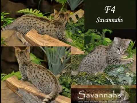 Savannah Cat Kittens for Sale, by Pets4You.com