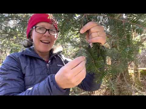 トドマツ フラセリ (フレイザー ファー)