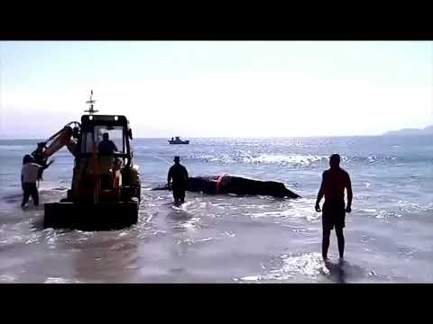 Meeresgigant in Lebensgefahr: Anwohner retten gestrandeten Buckelwal