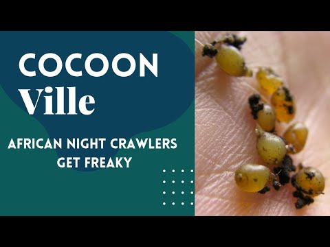 Breeder Bin Antics With African Night Crawler Worms