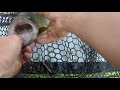 Murray Cod With Surface Mouse