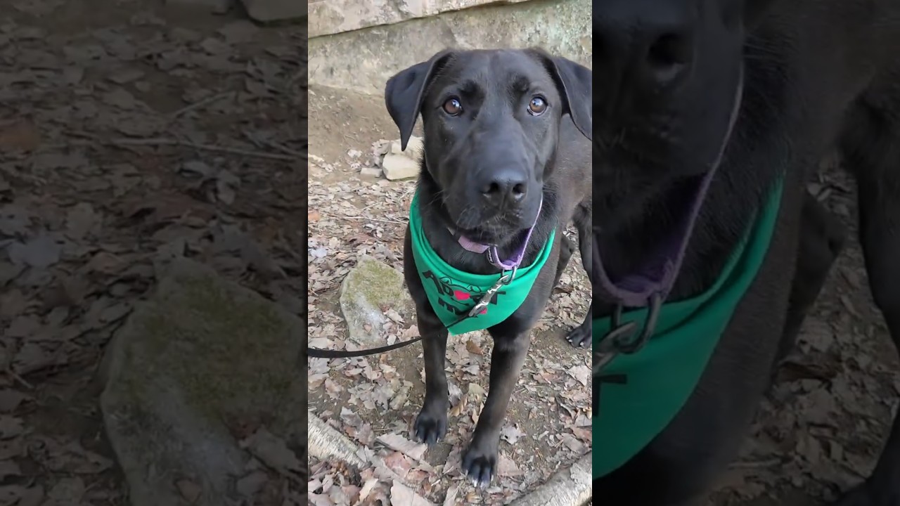 Enlarge Archie , a ADOPTABLE mixed breed in South Portland, ME video 5/5