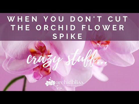 Surprising Results - What Can Happen When Your Don't Cut Your Orchid's Flower Stalk