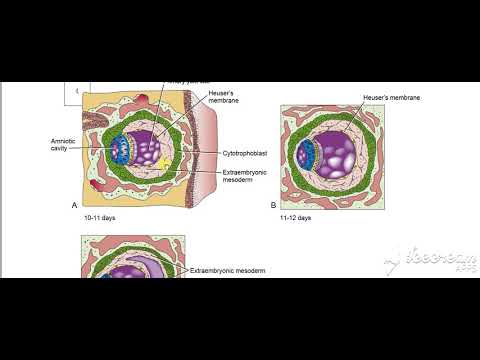Extraembryonic mesoderm 2