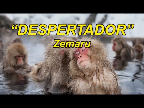 DESPERTADOR - Zemaru X O adotado | Lyrics