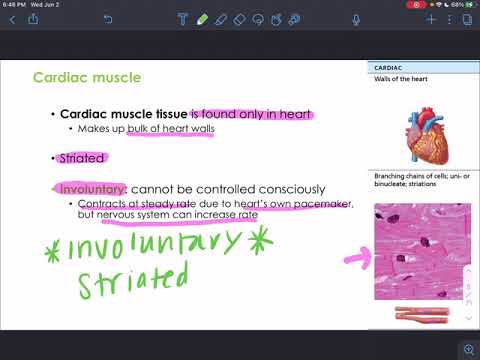 CH9 - Muscles & Muscle Tissue - Part 1