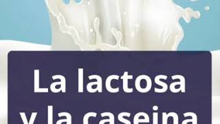 La lactosa y caseína en el kéfir, intolerancia a la lactosa