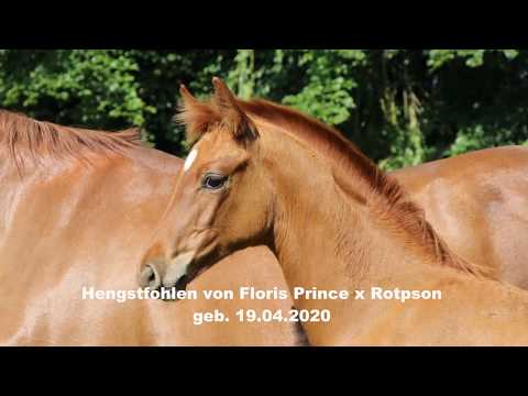 Bewegungsstarkes Hengstfohlen von Floris Prince x Rotspon