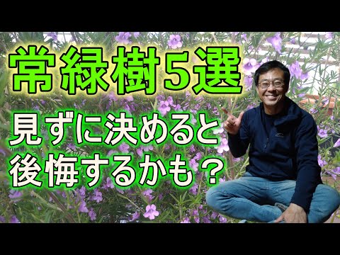 ケイパーブッシュ 植物