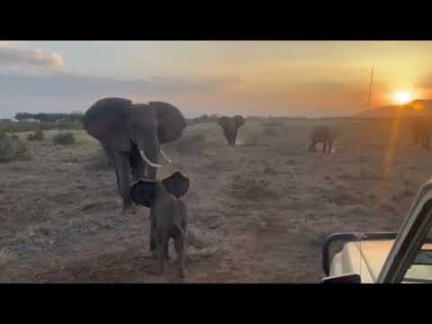Orphaned Elephant Calf Reunited with Herd ❤️ 🐘