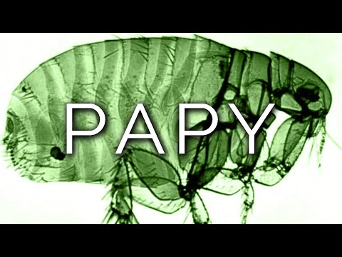 1538-IT Rebecca, PAPY - Ipnosi Esoterica ∞ Lucio Carsi