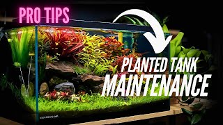 How to maintain✅your planted aquarium |how to setup |how to care ✅|detail tank update.