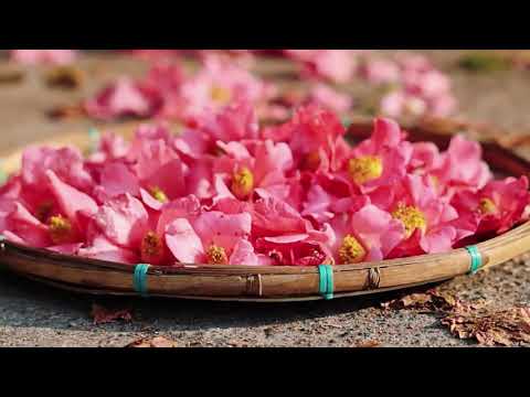A Thousand-Year Camellia Wonderland at the Foot of a Volcano! #Flowers