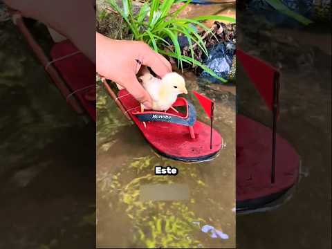 The Chick and His Sandal Boat! 🐣⛵