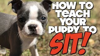 How to teach an 8 week old puppy to SIT (feat. Lila the Boston Terrier)