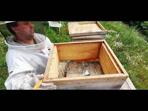 Beekeeping like Jupp Part 18 the Big Clean-up