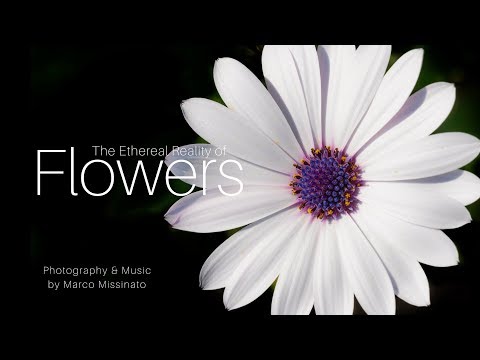 "The Ethereal Reality of FLOWERS" by Marco Missinato
