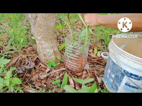 園芸 バニラの木(バニラ)