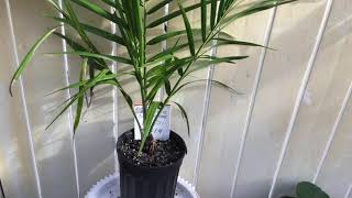 Download lagu PS14 - Oil Palm Tree - Elaeis Guineensis - Young Oil Palm Tree - October 1, 2021 mp3