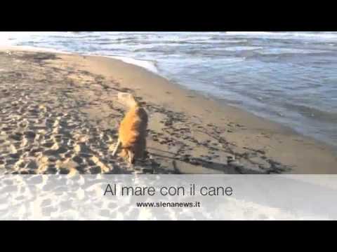 SienaNews.it - Al mare con il cane