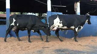 Vídeo 6 - 1ª ETAPA MEGA LIQUIDAÇÃO TOTAL AGROPECUÁRIA MARAJOARA - DIA 4 | GADO GIROLANDO E HOLANDÊS