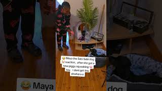 Download lagu 😂 Maya 🐕 after she got piggy 🐷 squeaking toy#funny #doglove mp3 Download lagu 😂 Maya 🐕 after she got piggy 🐷 squeaking toy#funny #doglove mp3