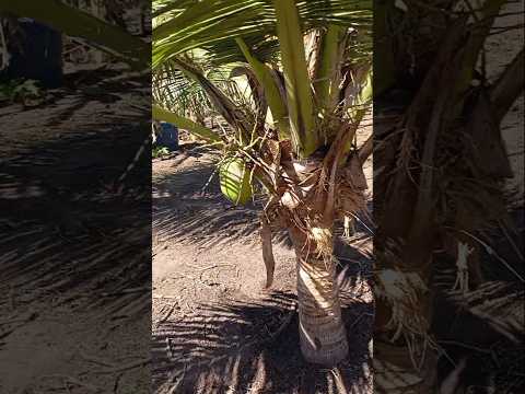 um sítio em município de sítio novo do Maranhão # viralvidios #