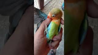 Download lagu love bird half sided#shortvideo mp3