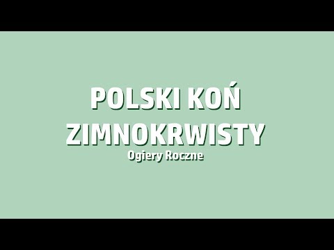 Kętrzyn 2019, cz.6 | Polski Koń Zimnokrwisty - ogiery roczne