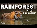 Wild Assassins Tropical Rainforest Animal Planet Wildlife Documentary In Hindi
