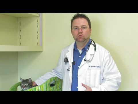 Kitten Care : When Can Kittens Leave Their Mom? - YouTube