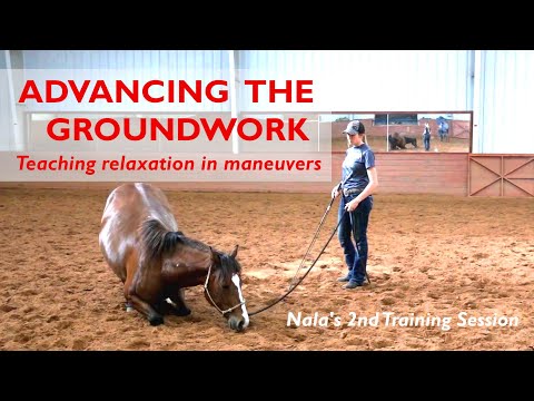 Nala's journey Part 2 - Colt Starting Series | Advancing Groundwork