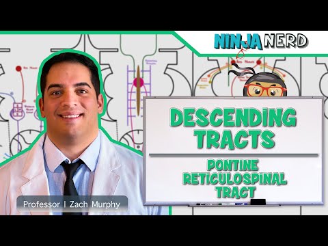 Anatomy of the Brain Model