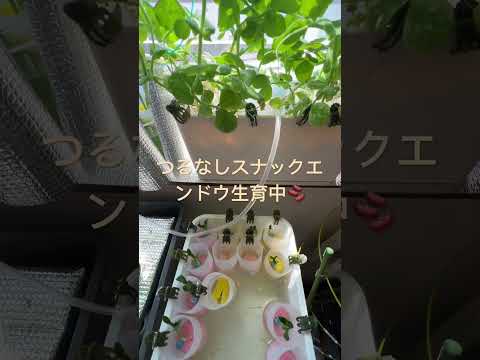 メドウエンドウ 植物