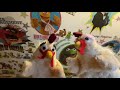 The Room Is Full Of Chickens