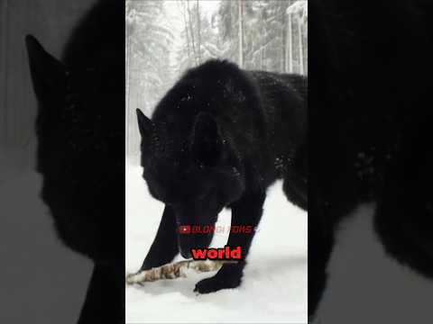 All Wolves Respect This!! (Alpha Black Wolf)🐺