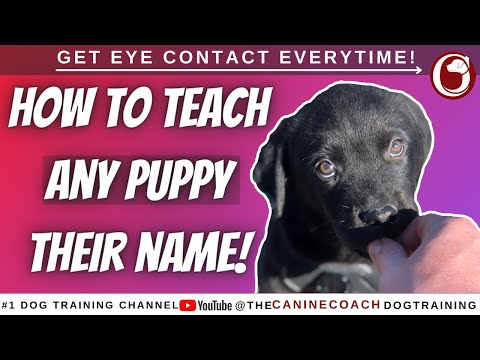 Teach Your Puppy Their Name In Just 5 Minutes!! 🤯