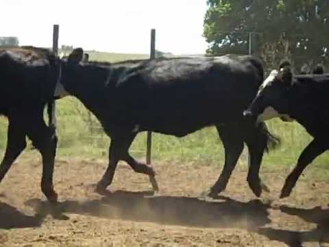 vaq cruza Manguera Azul