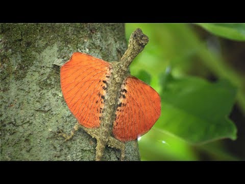 FLYING LIZARD in Slow Motion