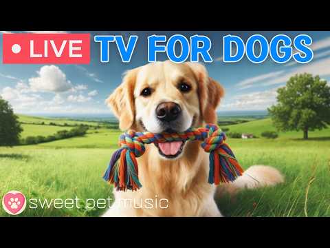 🔴24 Hours of Dog TV🎵🐶Calming Music for Dog Sleep🐾🩷Soothing Dog Music Eases Stress and Anxiety