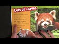 National Geographic Kids- Red Panda