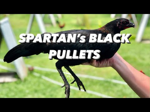Spartan’s Black over Black Hennie Pullets Last Season | Oronce Brothers | Signature line