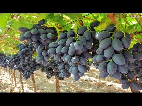 WOW! Amazing Agriculture Technology - Grape