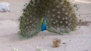 Peacock vs squirrel 